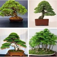 ราคา เมล็ดพันธุ์ ต้นสนญี่ปุ่น ต้นสน 50 เมล็ด Japanese Pine Seeds plants บอนไซ ต้นไม้ ต้นดอกไม้ ต้นไม้มงคล ต้นไม้ฟอกอากาศ (14006908021)