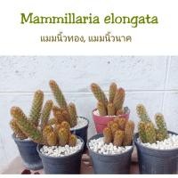 ราคา แมมนิ้วทอง, แมมนิ้วนาค, Mammillaria elongata (5474602283)