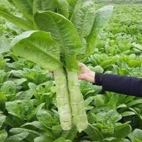 ราคา ฤดูใบไม้ผลิฤดูใบไม้ร่วงสองผิวสีขาวรอบใบเมล็ดผักกาดหอมหอมเมล็ดผักกาดหอมเนื้อสีเขียวสี่ฤดูกาลเมล็ดผักกาดหอม (53805419735)