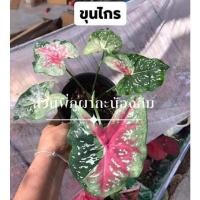 ราคา บอนสี ขุนไกร ป้ายสวย (21904689801)