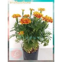 ราคา ดาวเรืองฝรั่งเศส (French Marigolds) ดอกสีสันสวยงาม (17124957053)