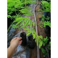 ราคา ต้นชะอมแบบเพาะเมล็ด​ (8279497294)