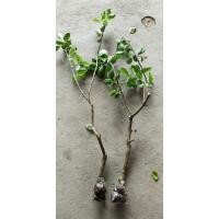 ราคา กิ่งตอนมะนาวไร้เมล็ดฮิติ (9752169517)