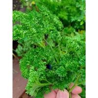 ราคา พาสลีย์ Pasley ใบหยิก อิตาเลี่ยนพาร์สลี่ (26468094728)