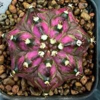 ราคา ❤️❤️มีส่งด่วน❤️❤️ยิมโน โคลน Dinosaur/Cactus /Gymno/Gymnocalycium/แคคตัส/ยิมโนด่าง/ไม้ชำหน่อ​ (40368907497)