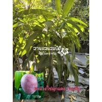 ราคา มะม่วงไข่มุกแดง หรือหงส์จู ต้นทาบกิ่ง ขนาดต้นสูง 1 เมตร (4195781530)