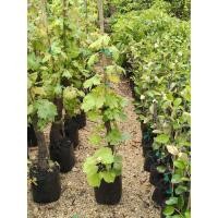 ราคา ต้นองุ่นไวท์มะละกา ปลูกง่าย ทนแล้งได้ดี ให้ผลผลิตปีละ2ครั้ง รสชาติหวานอร่อย ต้นพันธุ์สวยแข็งแรงพร้อมส่ง (56950652452)