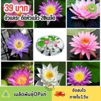 ราคา เมล็ดดอกบัว มินิ ญี่ปุ่นคละสี20 เมล็ด (23739921462)