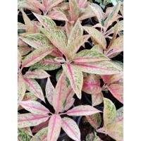 ราคา อโกลนีมา เลกาซี่ Aglaonema Legacy (43473661948)