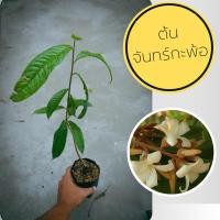 ราคา ต้นจันทร์กะพ้อ ดอกหอมกลิ่นไทยโบราณ ปลูกง่ายตายยากปลูกได้ทุกพื้นที่ (22242913296)