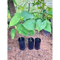 ราคา ผักอีนูนหรือผักสาบ (พร้อมปลูก) (22381420386)