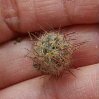 ราคา กระบองเพชร แคสตัส แคคตัส ไม้อวบน้ำ หน่อแมมเม็ดพริก หนามแดง castus (7006343596)