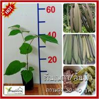 ราคา ต้นเพกา เพกา ต้นลิ้นฟ้า ลิ้นฟ้า หมากลิ้นก้าง หมากลิ้นช้าง กาโด้โด้ง เบโก มะลิดไม้ มะลิ้นไม้ (23744835381)