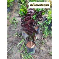 ราคา ต้นโกสนเหรียญชัย โกสน โกสนพันธุ์เหรียญชัย โกสนใบดำ (43955507985)