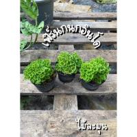 ราคา เฟิร์นกนกอินโด 3 กระถาง (21359480112)