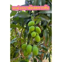 ราคา มะม่วงเบา ตัดสดจากต้น ขายเป็นกิโล จัดส่งทันทีจากนครปฐม (29624933498)