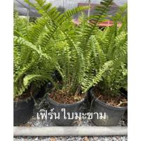 ราคา เฟิร์น ต้นเฟิร์นใบมะขาม ต้นเฟินใบมะขาม เฟิร์นใบมะขาม กูดสร้อย กระถางใหญ่ (13112378103)