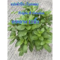 ราคา แปะตำปึง หรือ ผักพันปี สมุนไพรครอบจักรวาล กระถาง 11นิ้ว (22385234997)