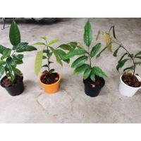 ราคา ต้้นกล้า คีเปล ผลไม้ตัวหอม (7346279111)