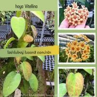 ราคา Hoya vitellina โฮย่าสะสม ใบหนาใหญ่ ดอกสีครีมมงกุฎส้ม ไม้แขวนประดับ ดอกไม้ ส่งต้นติดดอก (27951489291)
