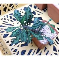 ราคา ยูโฟเบีย ไดโนเสาร์ ใบหยัก (1) Euphorbia (2662725817)