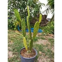 ราคา โอพันเทีย เสมาด่าง 1 ต้น ตรงปก # Cactus แคคตัส กระบองเพชร ไม้อวบน้ำ ไม้กราฟ ราคาถูก เสมา โอพันเทียด่าง โอพันเทีย opantia (11620595214)