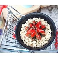 ราคา ยิมโนด่าง แดงดำ ด่างทุกพู (2352455637)