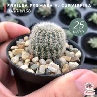 ราคา [ 25 เมล็ด ] เมล็ดเฟเรีย Frailea Pygmaea v. Curvispina แคคตัส กระบองเพชร cactus&succulent (8215438654)