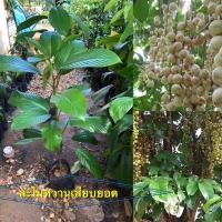 ราคา ต้นพันธุ์ละไมหวานเสียบยอด (4393225141)