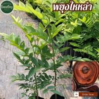 ราคา ต้นกล้าไม้พยูงไหหลำหรือ พยูงหอม (41304155445)