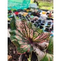 ราคา [อัพ16/3/68](ส่งภายใน2วัน)บอนสี ชื่อเรืองพระนารายณ์ บอนเก่าน่าสะสม กระถาง 4 นิ้ว (24719440598)