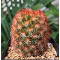 ราคา แมมคามิเน่แดง ชำหน่อ (13004059584)