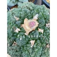 ราคา ก็อตซิลล่า แคคตัส อริโอ ario ก็อตซิลล่า ขนาด 3-4 cm (22718688565)