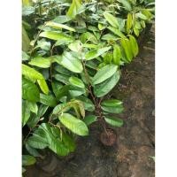 ราคา ต้นทุเรียนพันธุ์แดงอินโดความสูง70-80 cm (43970742013)