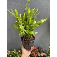 ราคา ต้นเฟิร์นฮาวาย #ไม้ฟอกอากาศ#ดักฝุ่น#จัดสวน#กระถาง 5-6นิ้ว (9016095600)