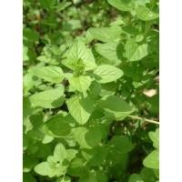 ราคา 【สำหรับครัวบ้าน】เมล็ดออริกาโน่ 100 เมล็ด สมุนไพรปลูกในกระถาง ปลูกง่าย โตเร็ว ใบสดใช้ทำอาหารสวนครัวปลอดสาร (40326518935)