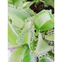 ราคา เศรษฐีพันล้าน – ไม้มงคล เสริมโชคลาภ (ถอนราก) (40900717313)