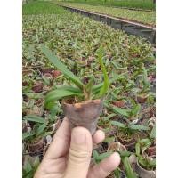 ราคา กล้วยไม้ช้างการ์ตูน x ช้างการ์ตูน(กระถาง1นิ้ว) (18721800332)