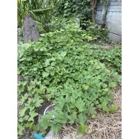 ราคา พันธุ์มันม่วงญี่ปุ่น โอกินาว่า และพันธุ์มันสีส้ม ญี่ปุ่น ทางร้านขยายพันธุ์แบบ ไม่ใช้สารเคมี (8226126640)