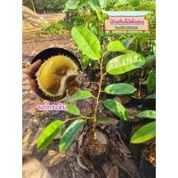 ราคา ต้นทุเรียนนกกระจิบ ทุเรียนโบราณจ.จันทบุรี (9273497451)