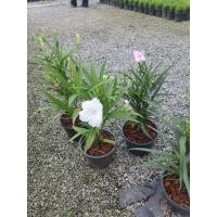 ราคา ต้อยติ่งสีม่วงสีขาวหรือต้อยติ่งฝรั่ง ส่งพร้อมกระถาง5.5นิ้ว (26652753865)