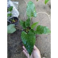 ราคา เสน่ห์จันทร์เขียว เสน่ห์จันทร์ป่า (14523342109)