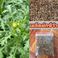 ราคา เมล็ดผักขี้วัว ตั้งโอ๋พื้นบ้าน เมล็ดพันธุ์จากดอยอ่างขาง (41602202230)