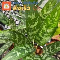 ราคา (ส่งไว)(ส่งไว)ต้นเขียวหมื่นปี เศรษฐีพันล้าน อโกลนิม่า ไม้มงคล(ต้นไม้ส่งทั้งกระถาง)(ต้นไม้ส่งทั้งกระถาง) (23429510787)