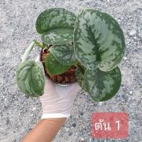 ราคา พลูหัวใจแนบ(Scindapsus Exotica) (6862874841)