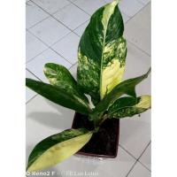 ราคา เศรษฐีวิลสันด่างเหลืองด่างทุกใบส่งต้นจริงในรูป (8984605226)