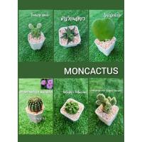 ราคา แคคตัส กระบองเพชร ฮาโวเทีย ไม้อวบน้ำยูโฟเบียไดโนเสาร์ (8353264678)