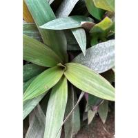 ราคา ว่านกาบหอย ส่งแบบถอดราก (28154104999)