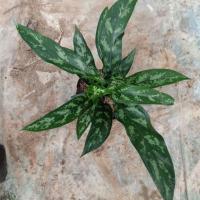 ราคา ต้นเขียวหมื่นปี หรือ แก้วกาญจนา และ ว่านขันหมาก(ไม้มงคลปลูกหน้าบ้าน ไม้สมุนไพร) (6339553324)