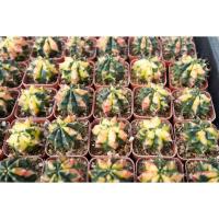 ราคา ยิมโนด่าง หัวสี ไม้ชำหน่อ Carnelian (อ้วนส้ม) แคคตัส กระบองเพชร cactus&succulent (25419650516)